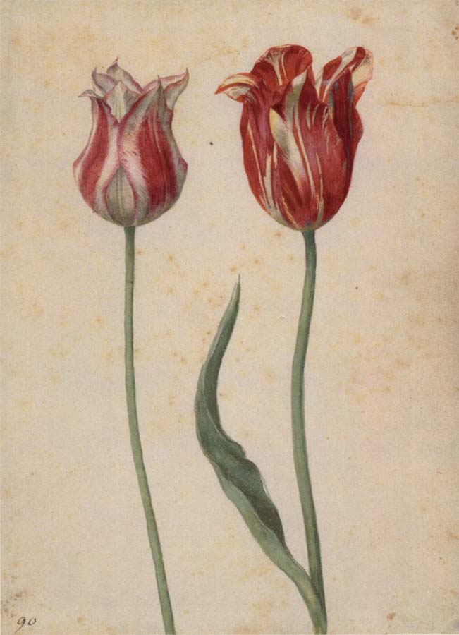 Georg Flegel Two Tulips
